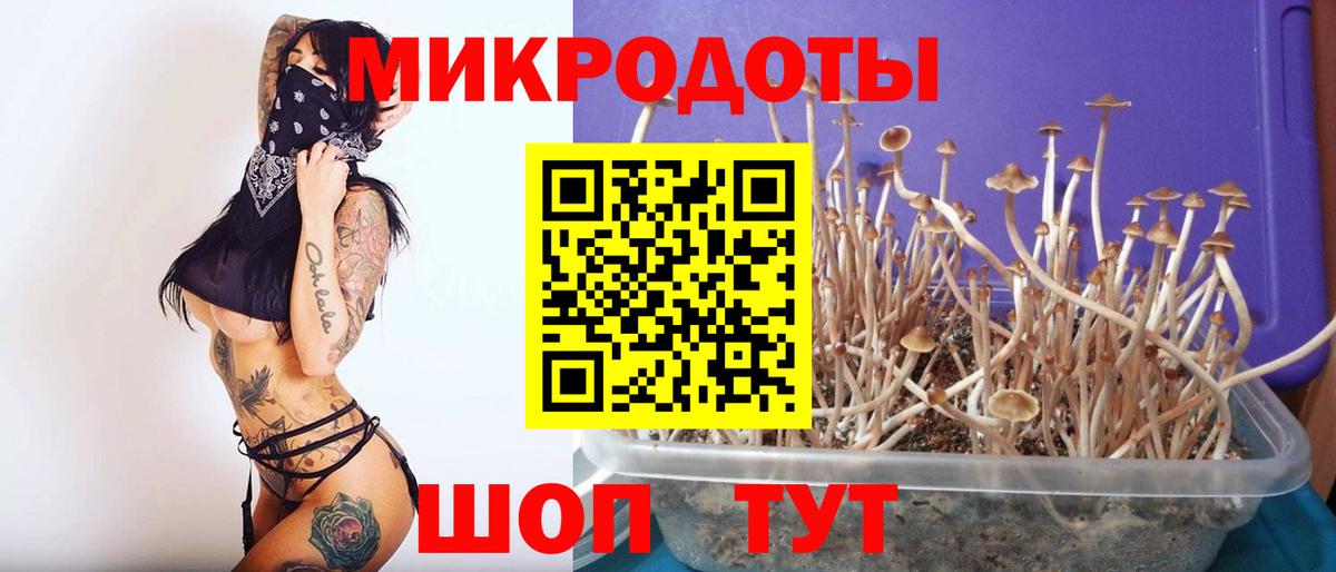 Псилоцибиновые грибы Psilocybe  Вход с VPN  Хасавюрт  Псилоцибиновые грибы мицелий 